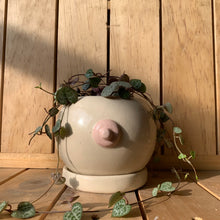 Cargar imagen en el visor de la galería, Mastetas