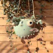 Cargar imagen en el visor de la galería, Pez Globo