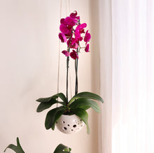 Cargar imagen en el visor de la galería, Pop Dot