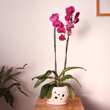 Cargar imagen en el visor de la galería, Pop Dot